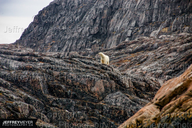 Arctic Canada, Nature, Nunavut, Polar Bear, Rocks, Winter